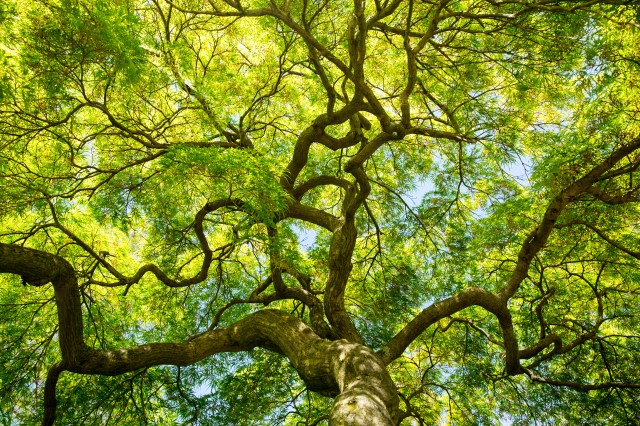 How to Prune Walnut Trees for Optimal Growth and Production in California