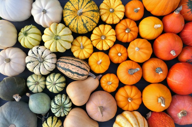 Understanding the Best Conditions for Growing Squash in the Midwest