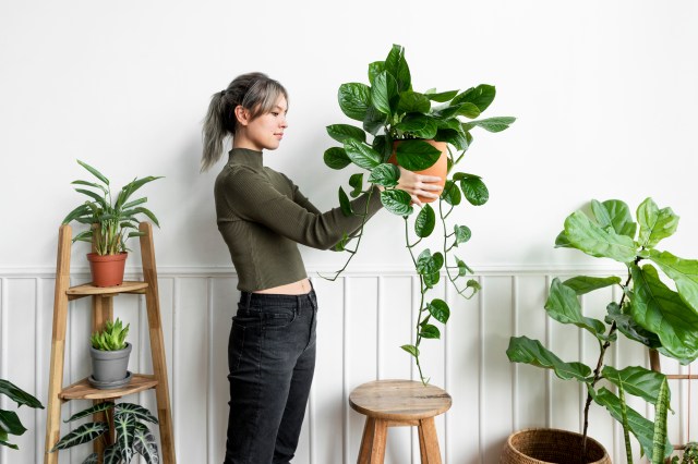 Fiddle Leaf Fig Care Explained: How to Ensure Your Plant Stays Healthy