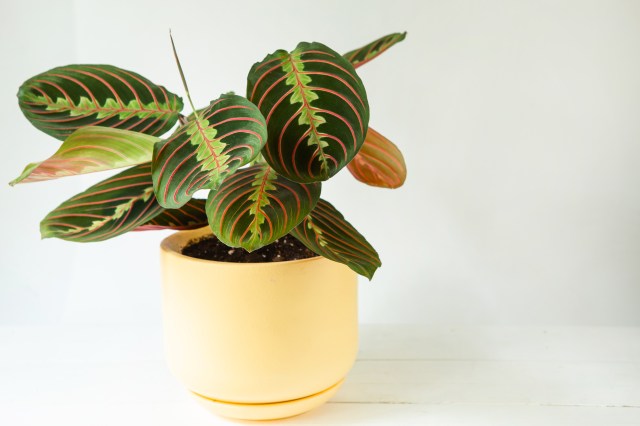 Top 5 Essential Tips for Zz Plant Care: Master Low-Maintenance Gardening