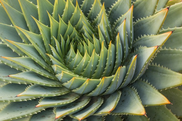 How Much Sunlight Does Your Aloe Vera Need? A Comprehensive Care Guide