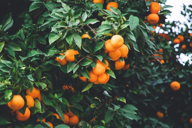 From Mangoes to Oranges: A Seasonal Guide to Growing Fruits in Florida