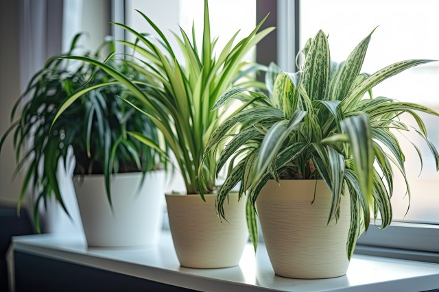 How Often Should You Repot Your Houseplants with Fresh Soil Mix?